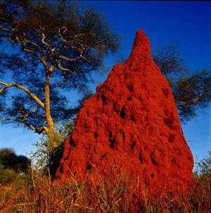 termite_mound.jpg