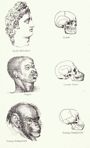Races and Skulls - Available at Digital History